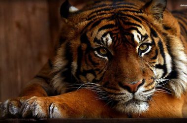 Brown Bengal Tiger Wallpaper