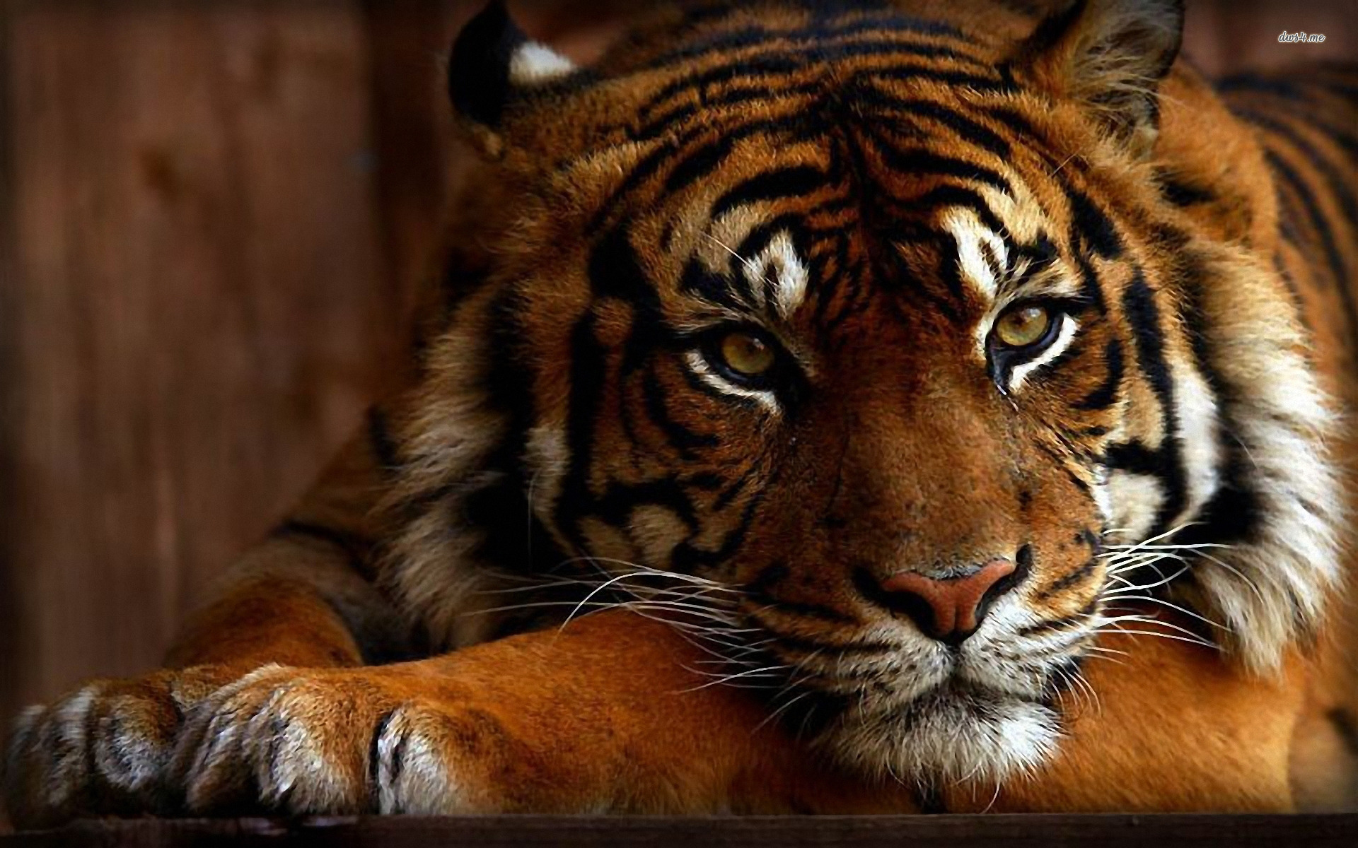 Brown Bengal Tiger Wallpaper