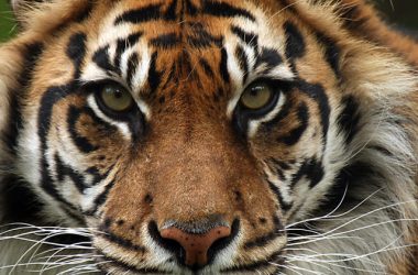 Sumatran Tiger Picture