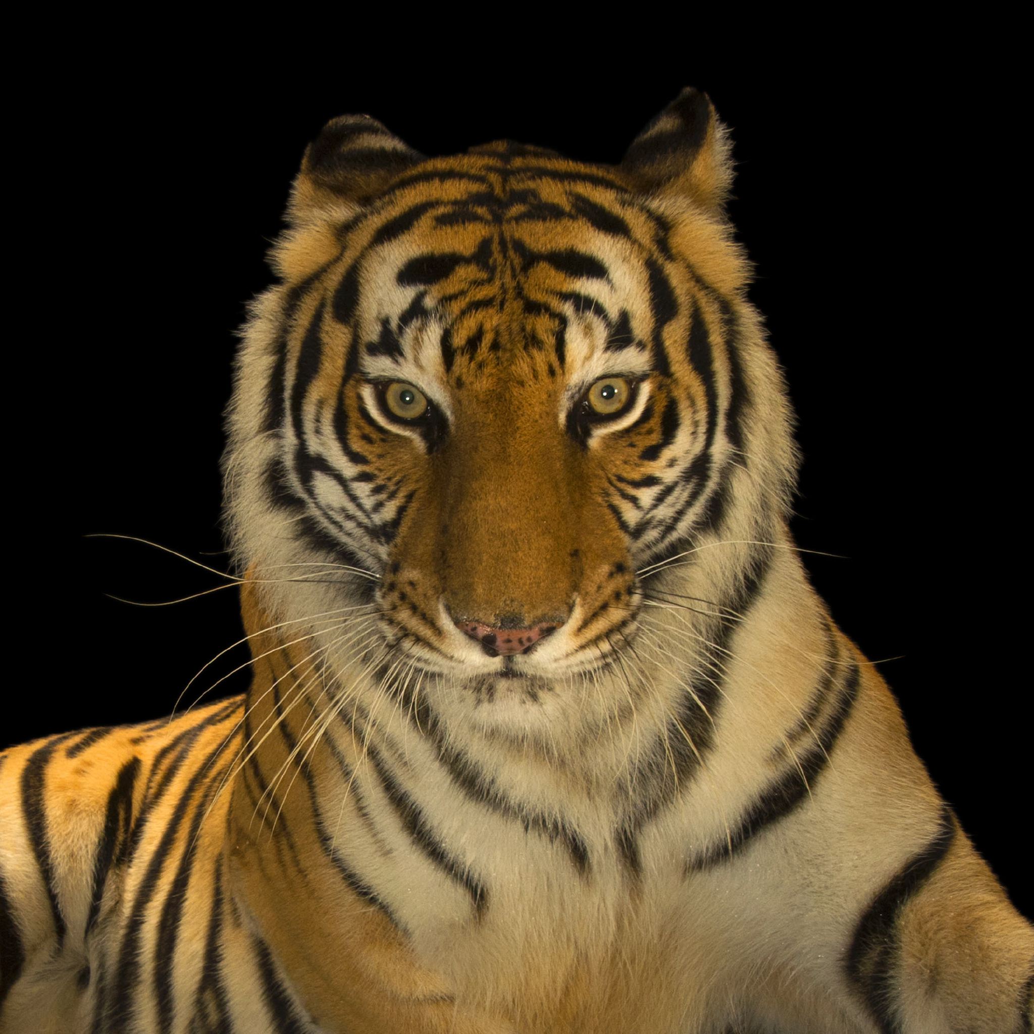 Super Tiger Picture