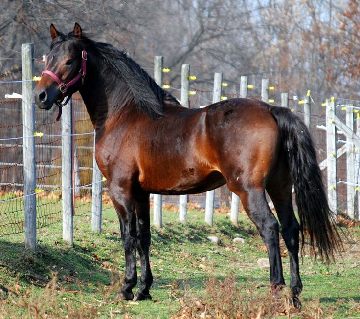 Beautiful Morgan Horse