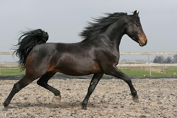 Black Morgan Horse