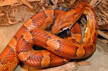 Colorful Orange Snake