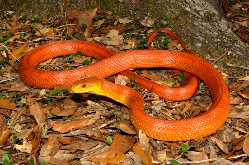 Elaphe Orange Snake