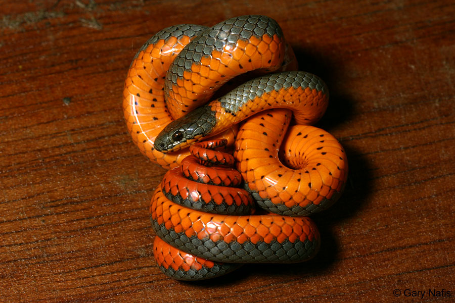 Free Orange Snake