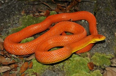 Great Orange Snake