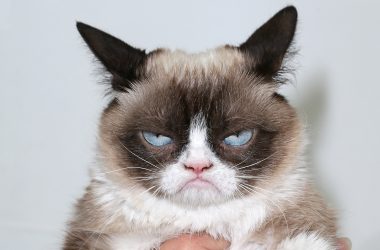 HD Grumpy Cat