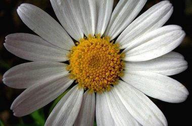 Natural White Daisy