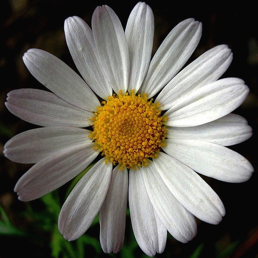 Natural White Daisy