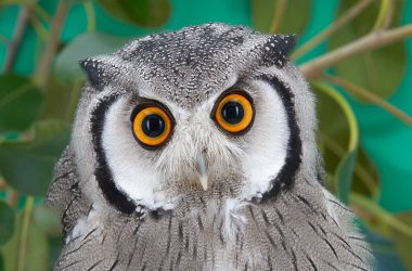 Awesome Owl Photo