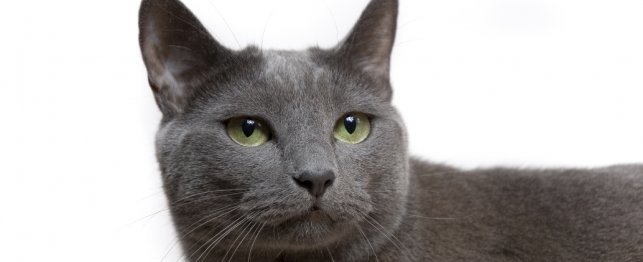 Cute Grey Cat