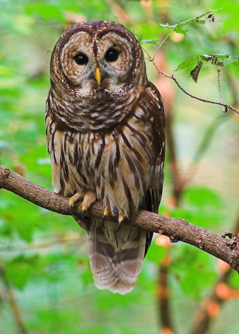 Cute Owl Photo