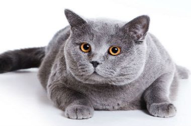 Good Grey Cat