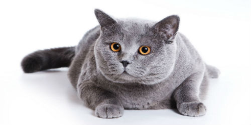 Good Grey Cat