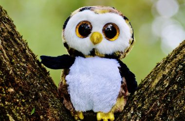 Great Owl Photo