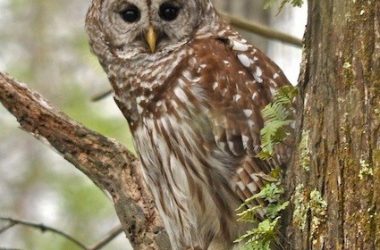 Nice Owl Photo