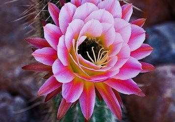 Awesome Cactus Flower