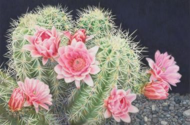 Top Cactus Flower