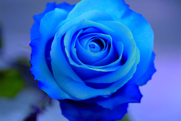 Awesome Blue Rose
