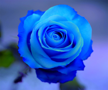 Awesome Blue Rose