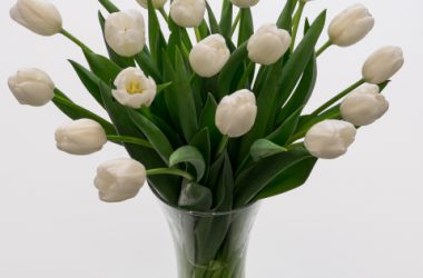 Awesome White Tulips