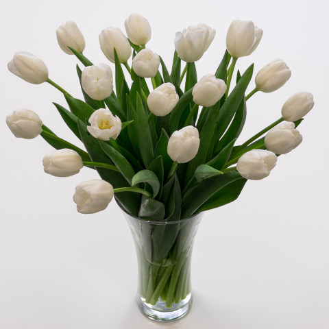 Awesome White Tulips