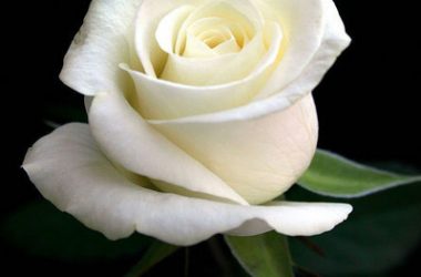 Beautiful White Rose