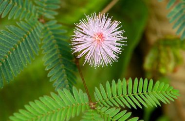 Best Mimosa Flower