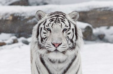 Best White Tiger