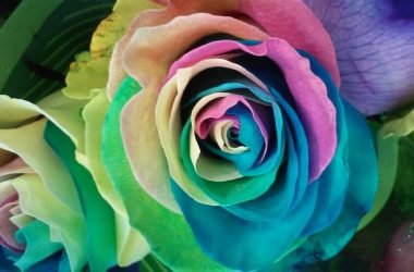 Colorful Rainbow Rose