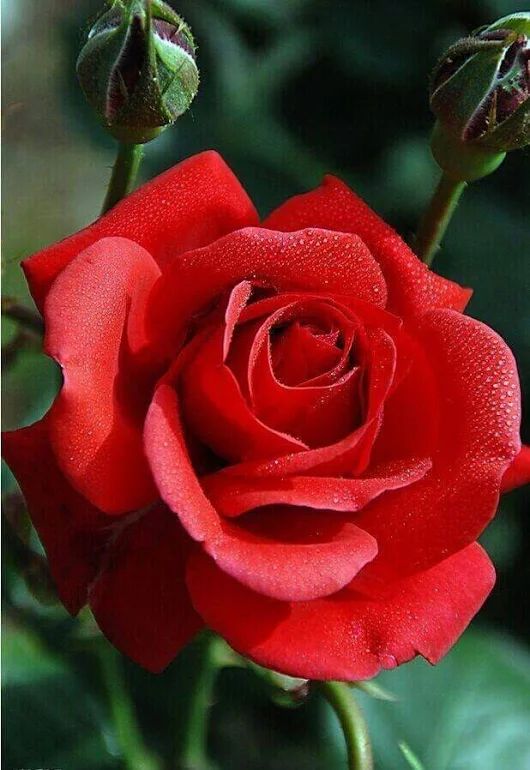 Cool Red Rose