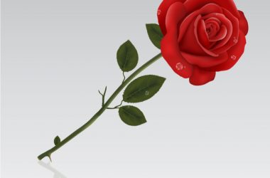 Cute Red Rose