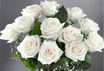 Cute White Rose