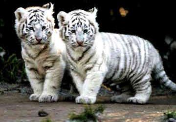 Cute White Tiger