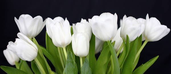 Cute White Tulips