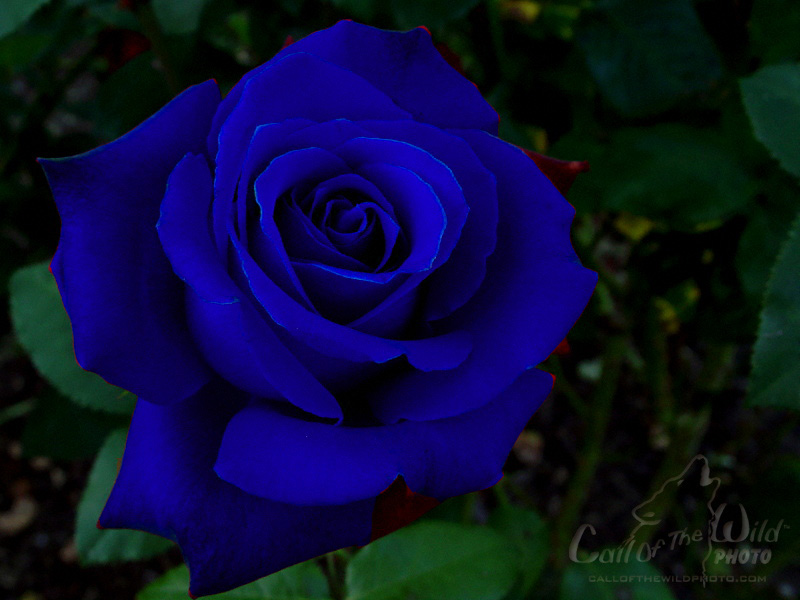 Free Blue Rose