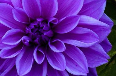 Free Purple Flower