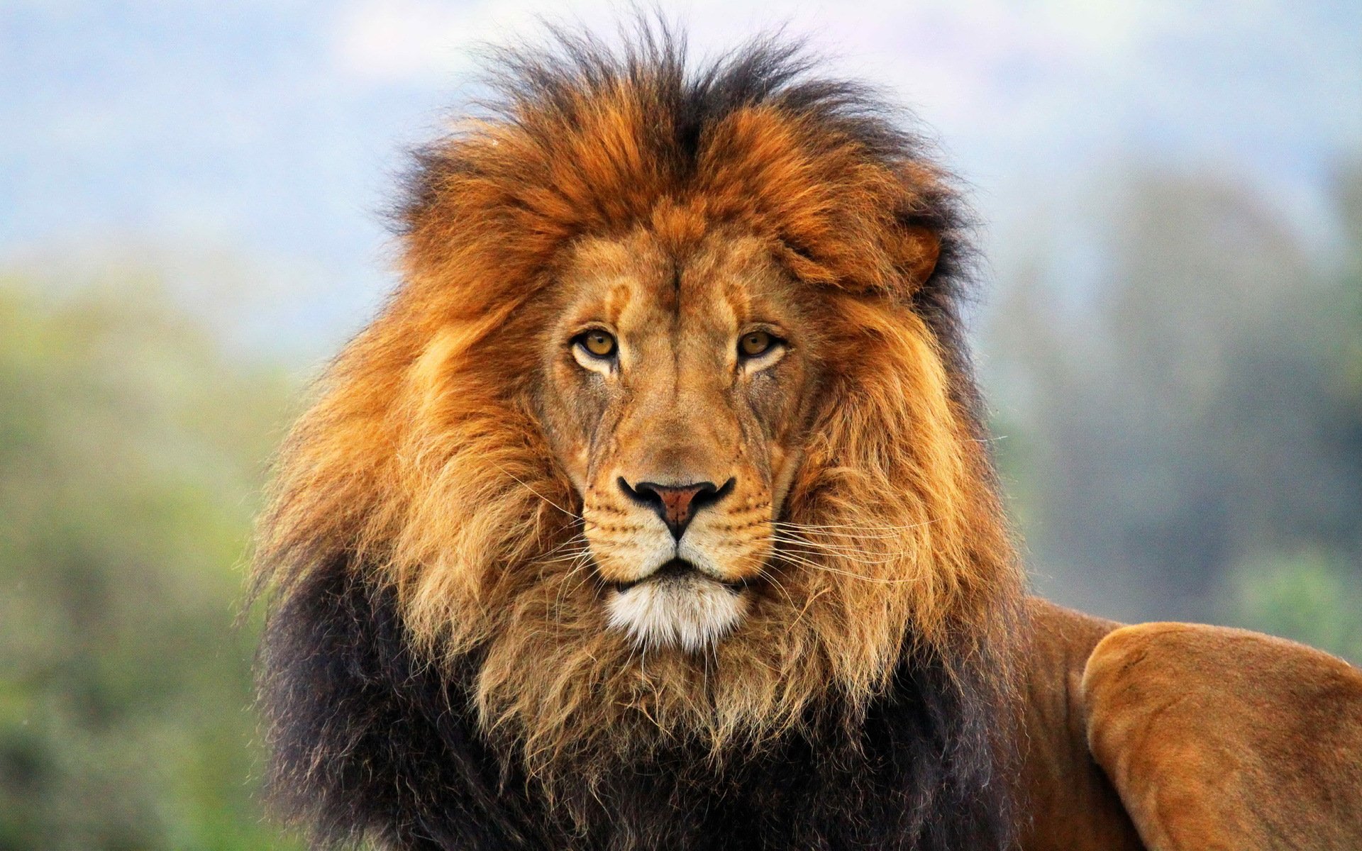 HD Lion Wallpaper