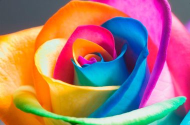 HD Rainbow Rose