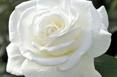 HD White Rose