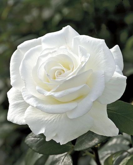 HD White Rose