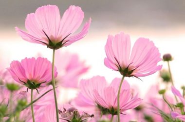 Landscape Pink Flower