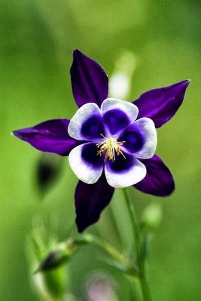 Landscape Purple Flower