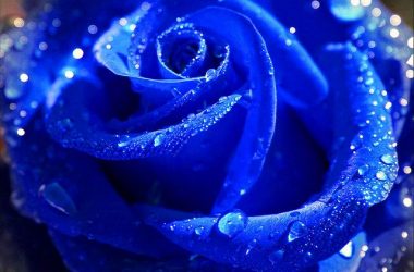 Lovely Blue Rose
