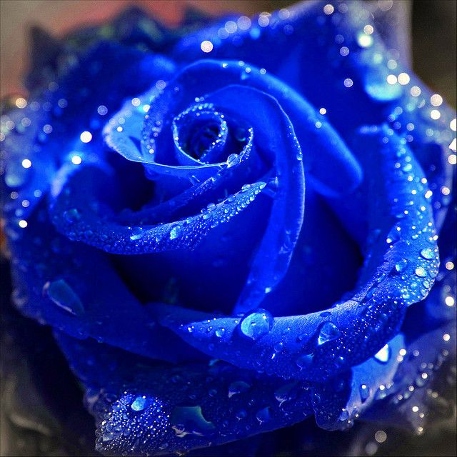 Lovely Blue Rose