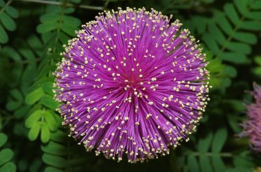 Natural Mimosa Flower