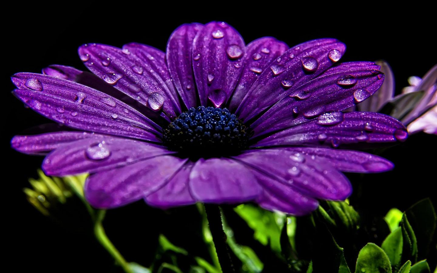 Nice Purple Flower