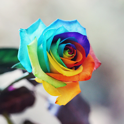 Nice Rainbow Rose