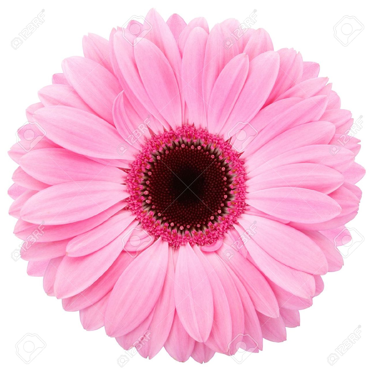 Stunning Pink Flower