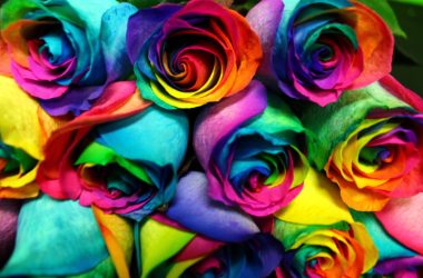 Stunning Rainbow Rose